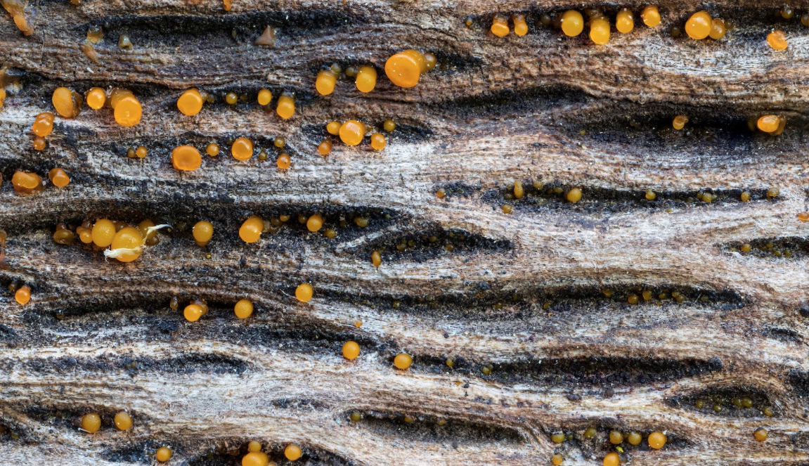 水性工業(yè)消泡劑